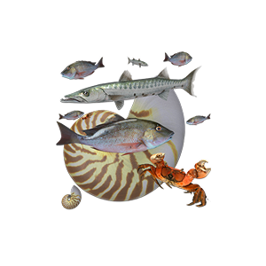 Fish and seafood