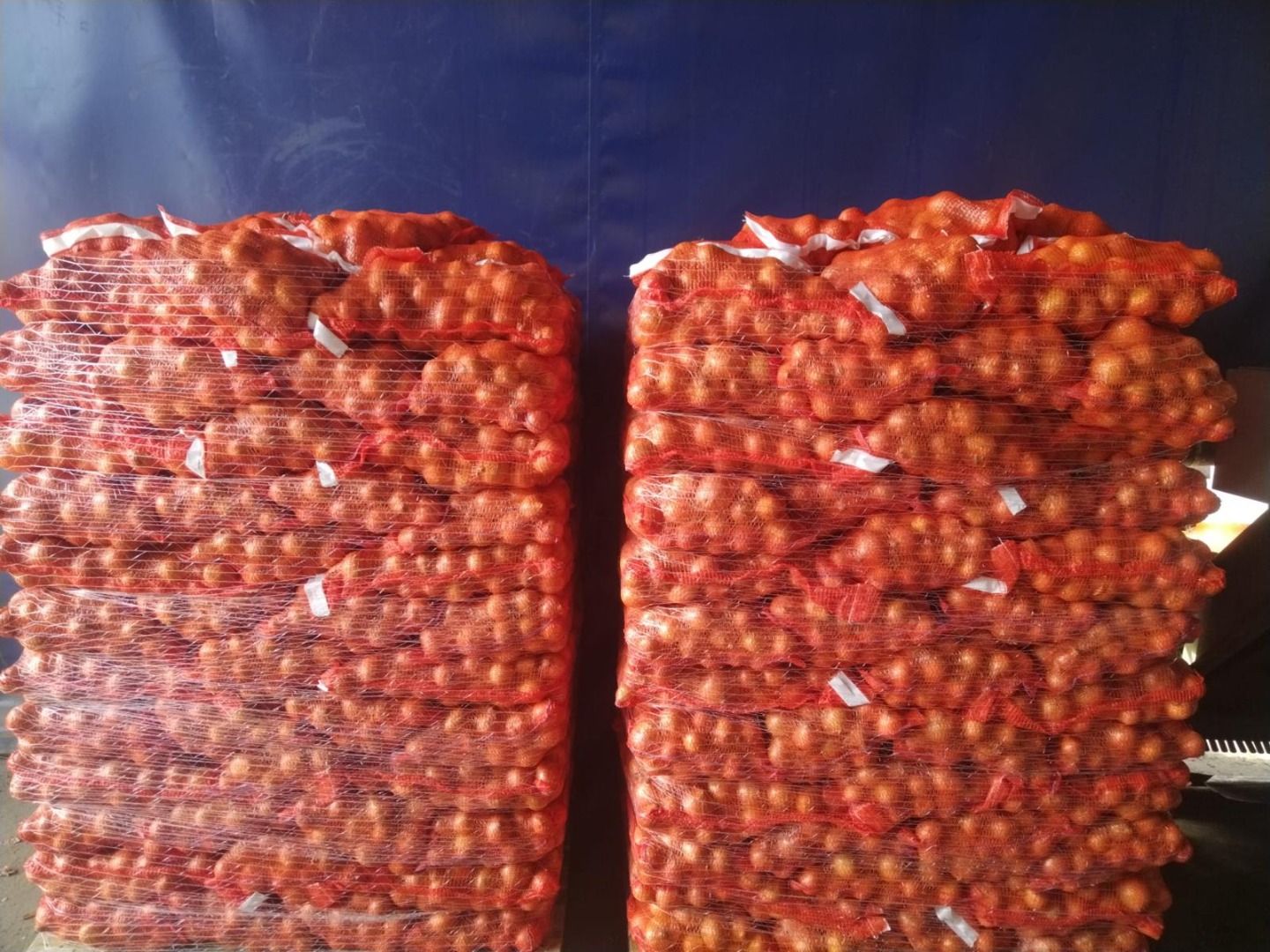 Cebollas