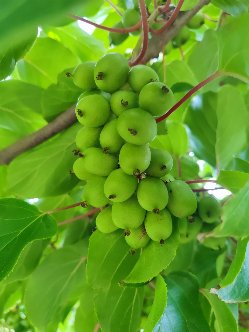 Kiwi