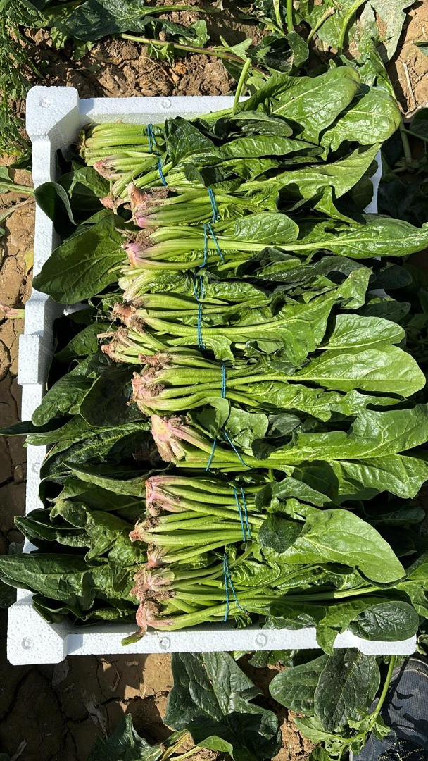 Espinacas | Image 1