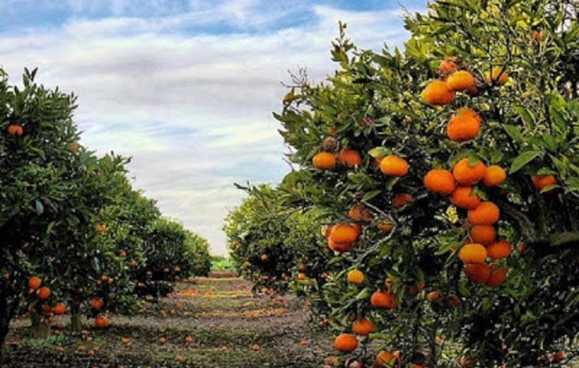 Naranjas | Image 1