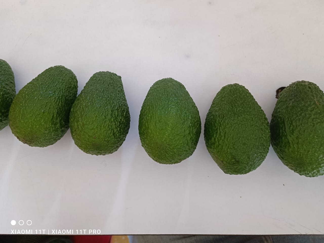 Aguacate | Image 1