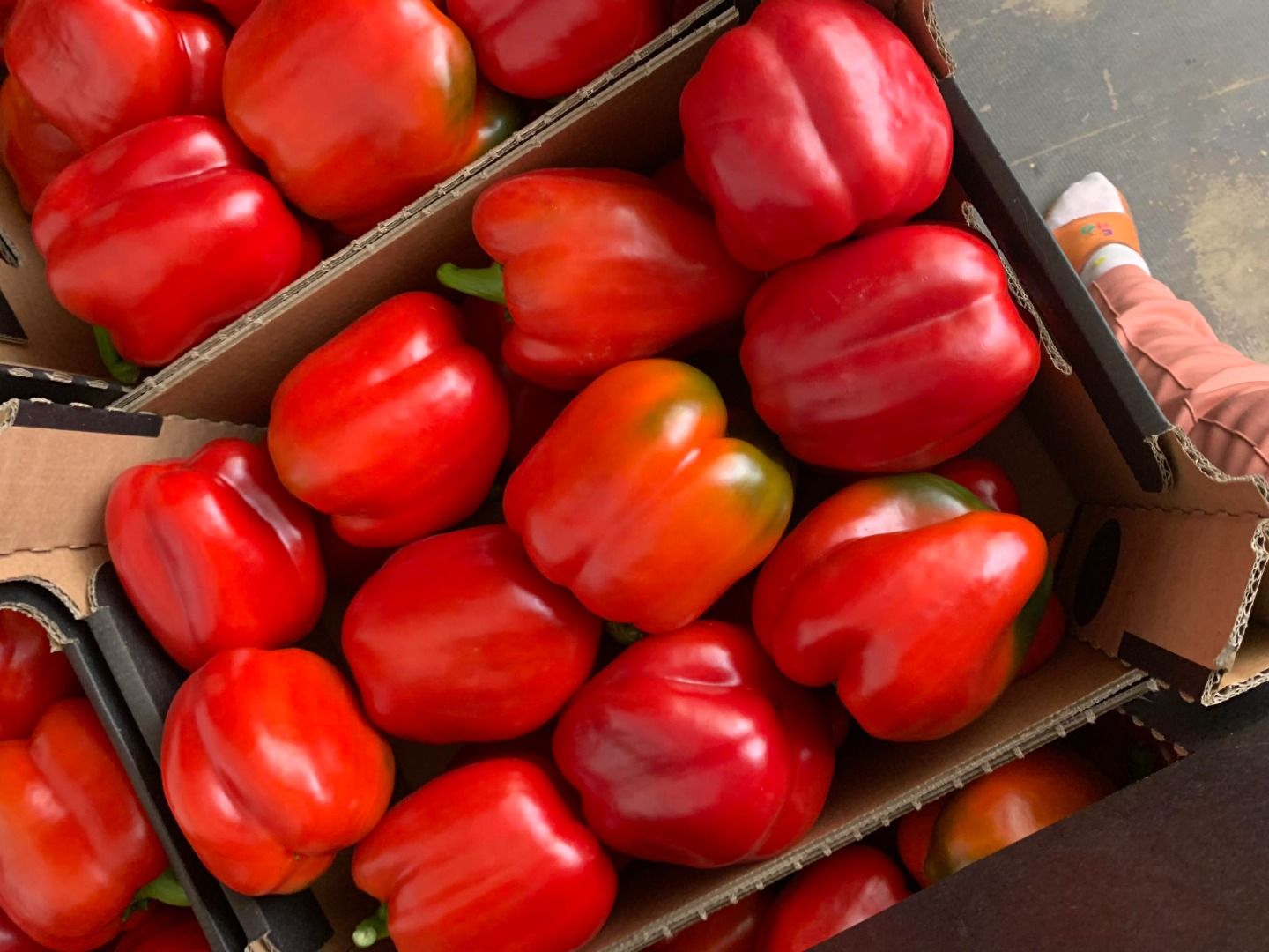 Pimiento rojo | Immagine 1