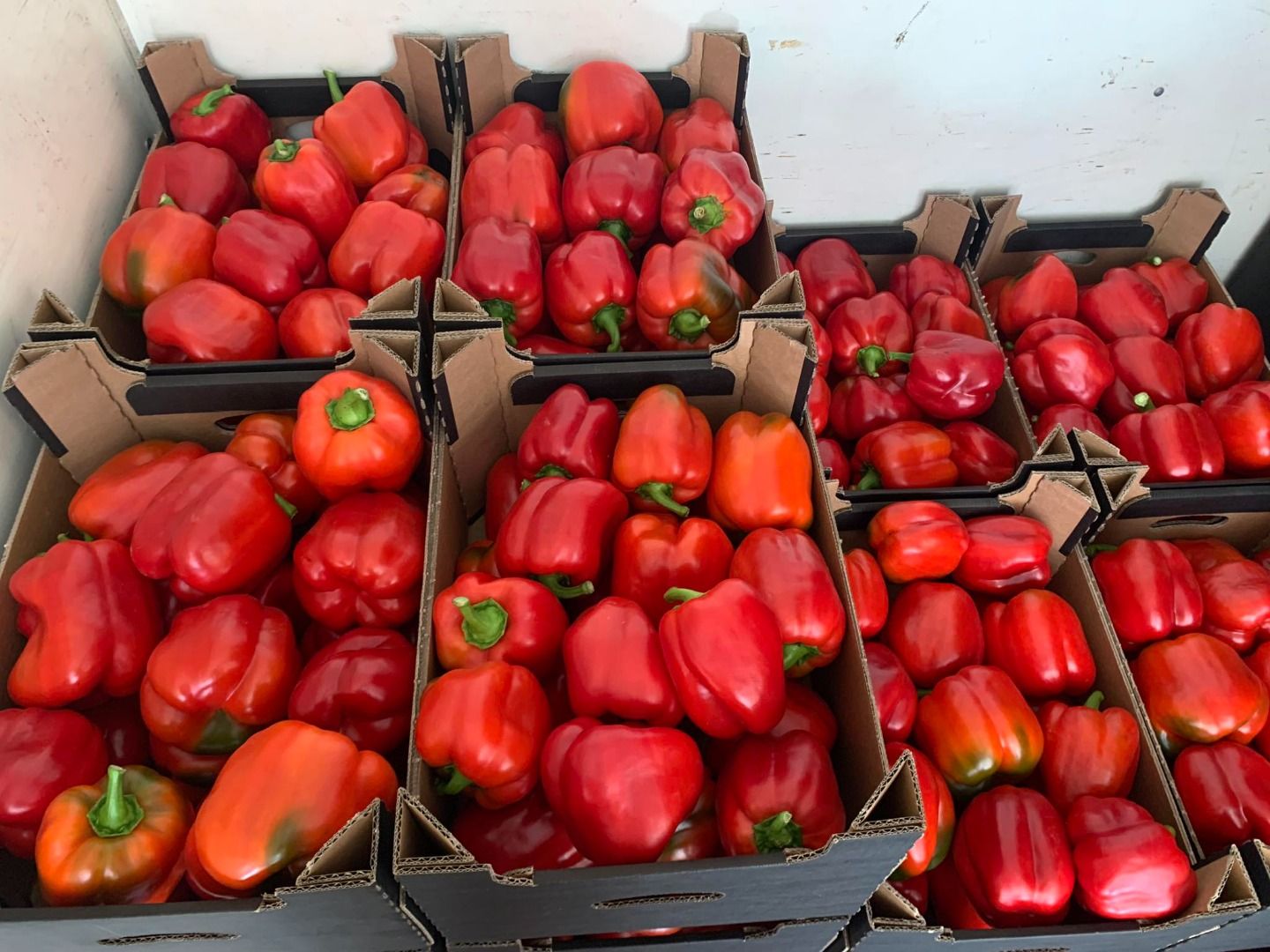 Pimiento rojo | Immagine 3