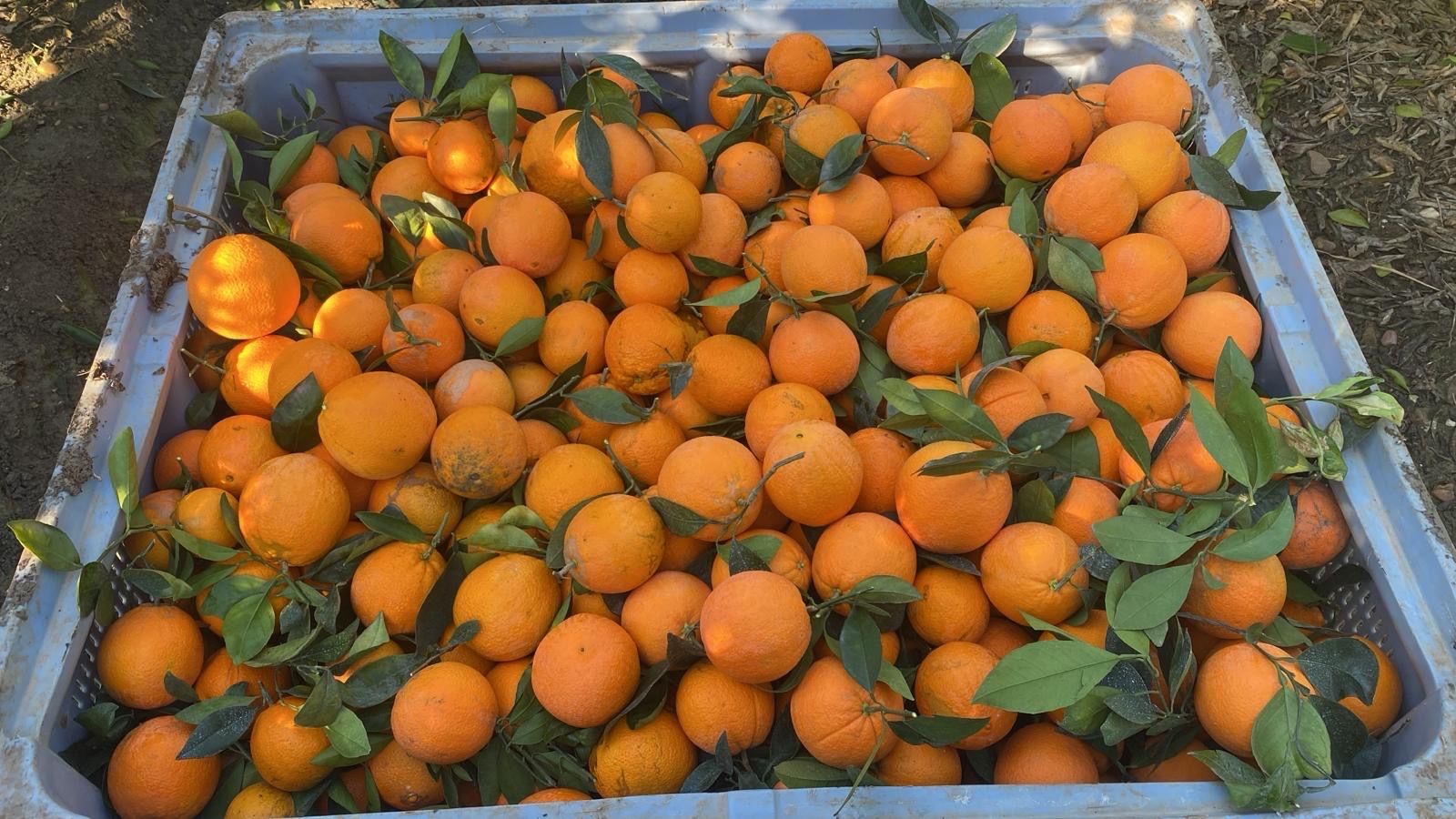 naranja navel | Image 1