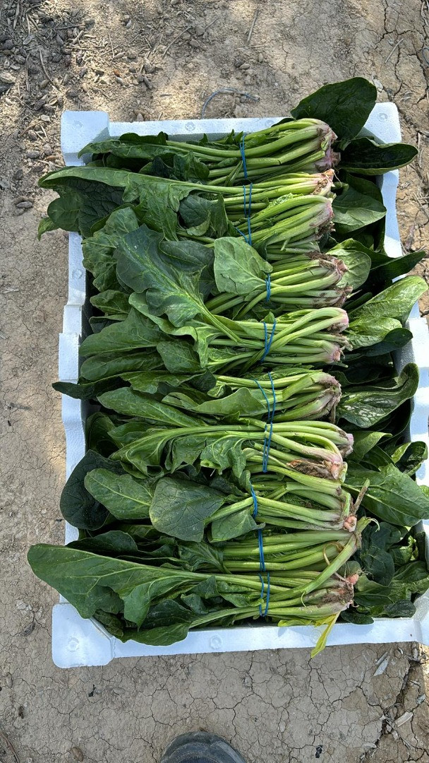 Espinacas | Image 2