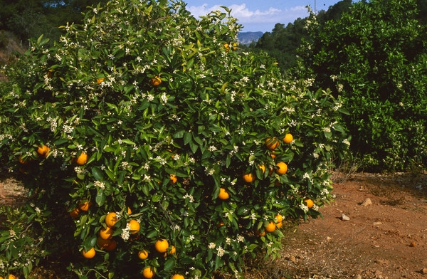 Naranjas | Image 2