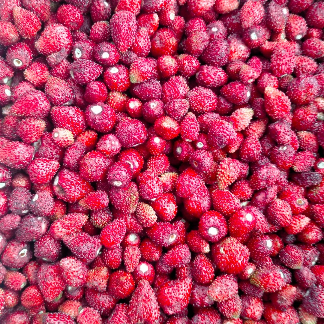 Fresas silvestres | Image 1