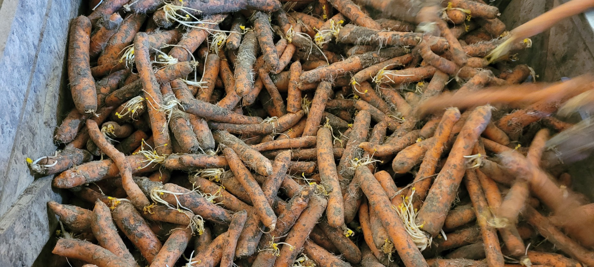 Zanahorias | Immagine 2