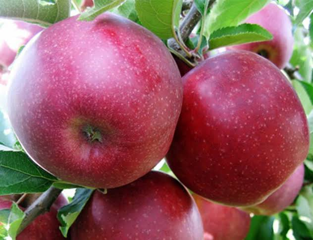 Manzanas Red Prince | Изображение 1