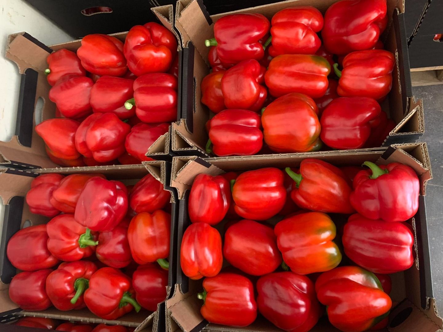 Pimiento rojo | Immagine 2