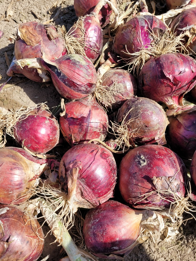Cebollas | Image 1