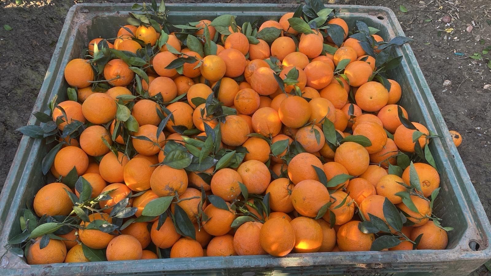 naranja navel | Image 2
